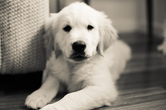 Puppy portraits Denver Colorado
