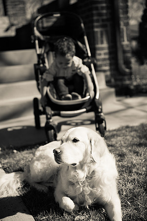 Dog portraits with family